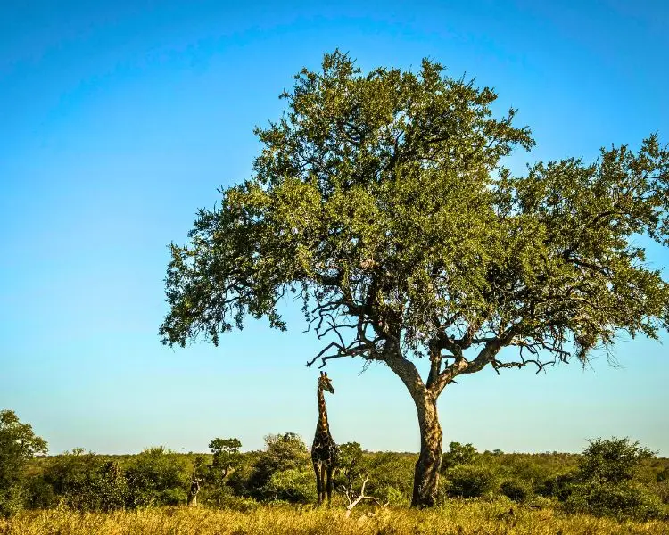 Kruger National Park.