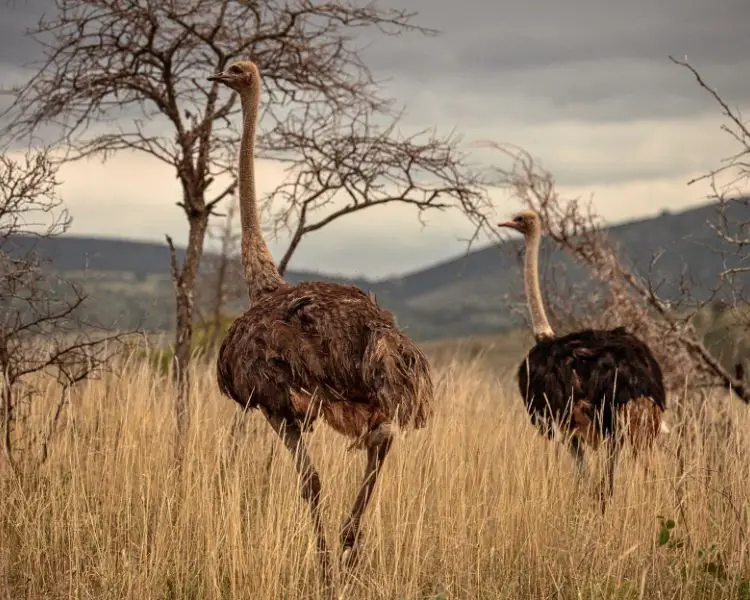 Ostrich Farm