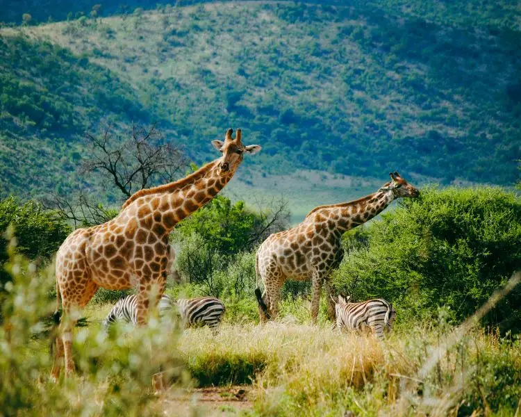 Pilanesberg National Park