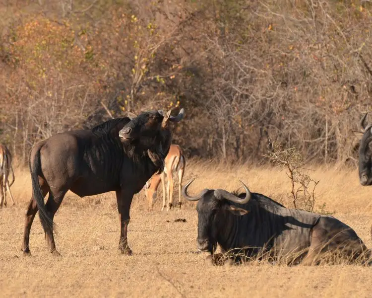 mabula game reserve